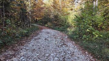 A serene woodland path covered in autumn leaves, perfect for hiking and enjoying fall foliage video