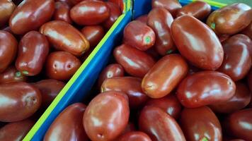 Fresh Roma tomatoes in vibrant blue crates at a market, ideal for summer salads and Italian cuisine video