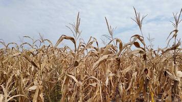 Golden cornfield under a cloudy sky symbolizing harvest time and Thanksgiving video