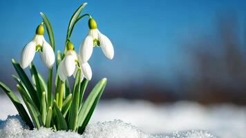 Snowdrops bloom through the snow under a clear blue sky, symbolizing spring renewal and Easter video