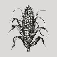 Corn on the cob illustration vector