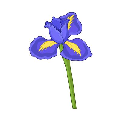 illustration of iris flower
