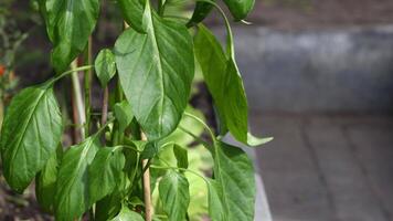 paprika seedlings with green leaves in a greenhouse, gently swaying from the air movement,organic vegetable growing concept video