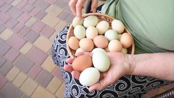 An elderly woman holds a basket of fresh organic chicken eggs of different colors on her knees, collected from a chicken coop,chooses large eggs for an omelet for breakfast video