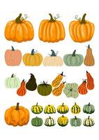 A collection of different pumpkins and gourds. Flat illustration set Autumn, Thanksgiving, Harvesting. vector