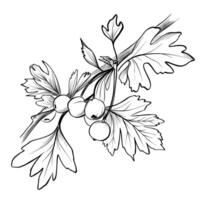 black and white hand drawn branches with hawthorn berries vector