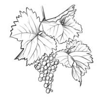black and white hand-drawn drawing of grapes on branches with leaves vector