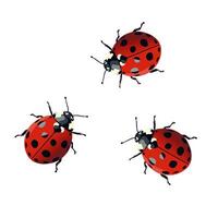 Three ladybugs on a white background vector