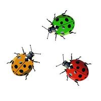 Three ladybugs in different colors on a white background vector