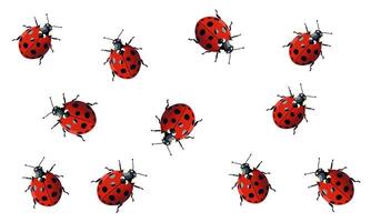ladybugs are arranged in a circle on a white background vector