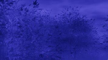 A forest with purple trees and a lake video