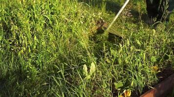 Professional gardener mowing grass with a manual lawn mower. Gardening with a brushcutter video