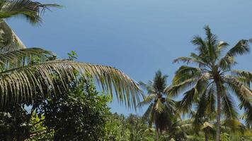 Camera moving side. Row of coconut trees in outdoor garden at summer. Palm trees in the sky. video
