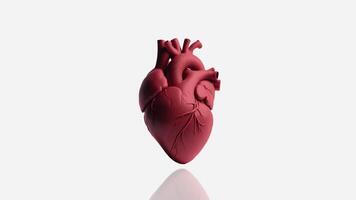 Human Heart Beating with Reflection on a White Background. Heart Beat Animation video
