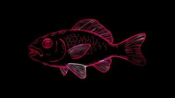 Neon frame effect, Fish - Symbolizes seafood or a specific dish on black background video