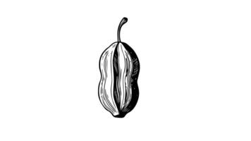 Animation forms a sketch of a peanut icon video