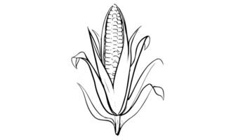 Animation forms a sketch of a corn icon video