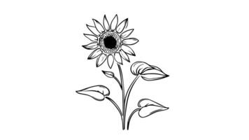 Animation forms a sketch of a sunflower icon video