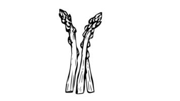 Animation forms a sketch of the asparagus icon video
