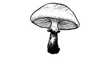 Animation forms a sketch of a mushroom icon video