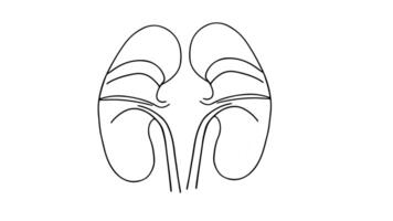 Animation forms a sketch of a kidney icon video