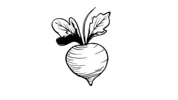 Animation forms a sketch of a radish icon video