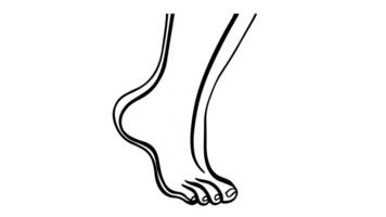 Animation forms a sketch of a foot icon video