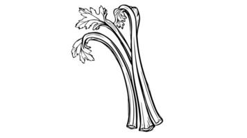 Animation forms a sketch of a celery leaf icon video