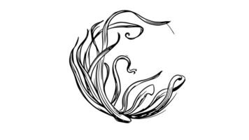 Animation forms a sketch of a seaweed icon video