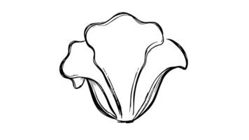 Animation forms a sketch of the lettuce icon video