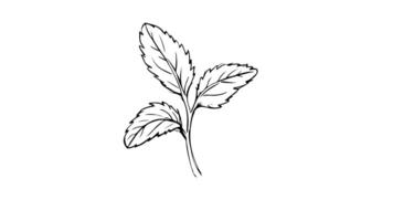 Animation forms a sketch of a mint leaf icon video
