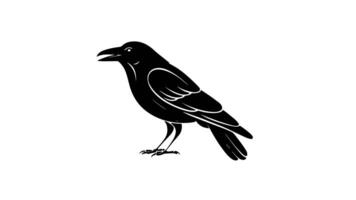 Animation forms a sketch of a crow icon video