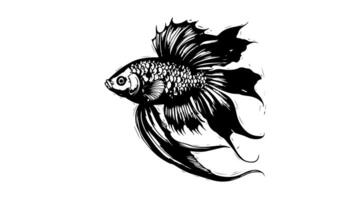 animation forms a sketch of a betta fish icon video