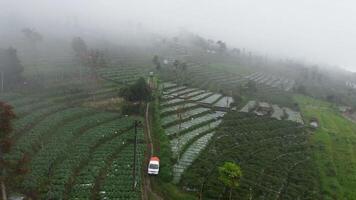 An aerial view of a vegetable farm in the fog video