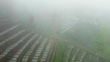 An aerial view of rows of green plants in the fog video