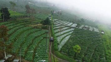 An aerial view of a vegetable farm video