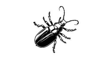 Animation forms a sketch of a beetle icon video