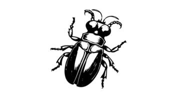 Animation forms a sketch of a beetle icon video