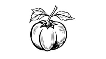Animation forms an icon sketch persimmons video