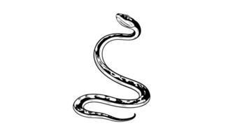 Animation forms a sketch of a snake icon video