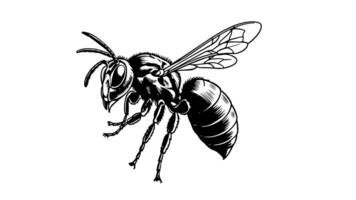 Animation forms a sketch of a wasp icon video
