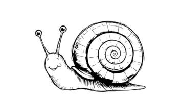 Animation forms a sketch of a snail icon video
