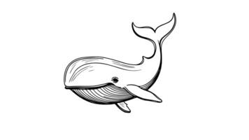 Animation forms a sketch of the blue whale icon video
