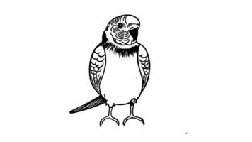Animation forms a sketch of a parakeet icon video