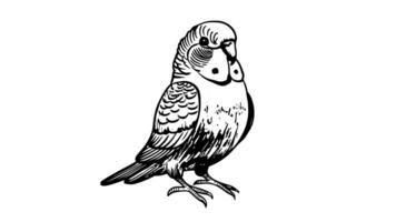 Animation forms a sketch of a parakeet icon video