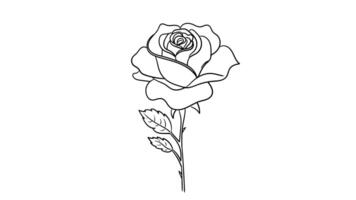 Animation forms a sketch of a rose flower icon video