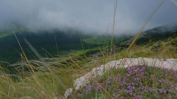 feather grass develops in the wind in summer. spectacular views of the valley, overlooking the grass and clouds video