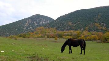 Brown horse grazing in the rain in a forest clearing on a summer day. beautiful hip-painted valley in the autumn tones video