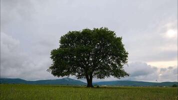 Time lapse Nature, lone oak tree in the middle of the field at sunset. Single tree against mountain valley view in evening. video