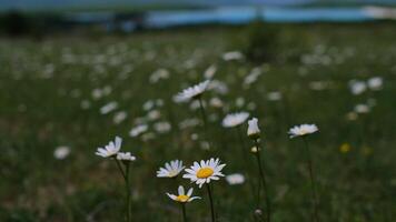 White daisy flowers field meadows in spring. nature background video